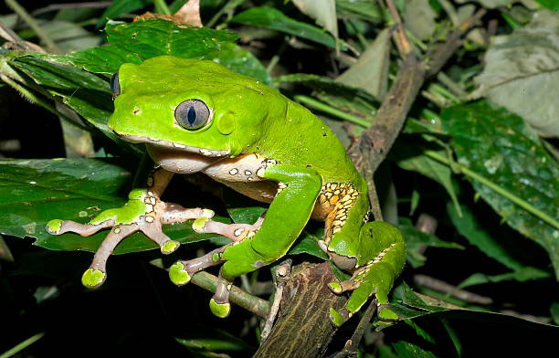 Grenouille verte, symbole de la kambo thérapie